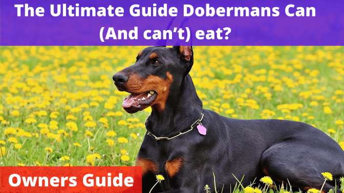The Ultimate Guide To What Dobermans Can (and Can’t) Eat