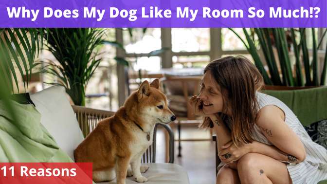 Why Does My Dog Like My Room So Much
