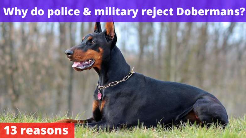 Why do police & military reject Dobermans