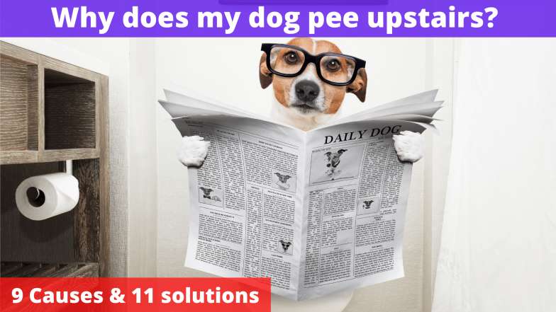 Why does my dog pee upstairs