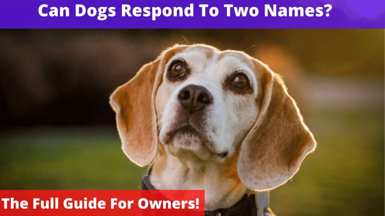 Can Dogs Respond To Two Names?