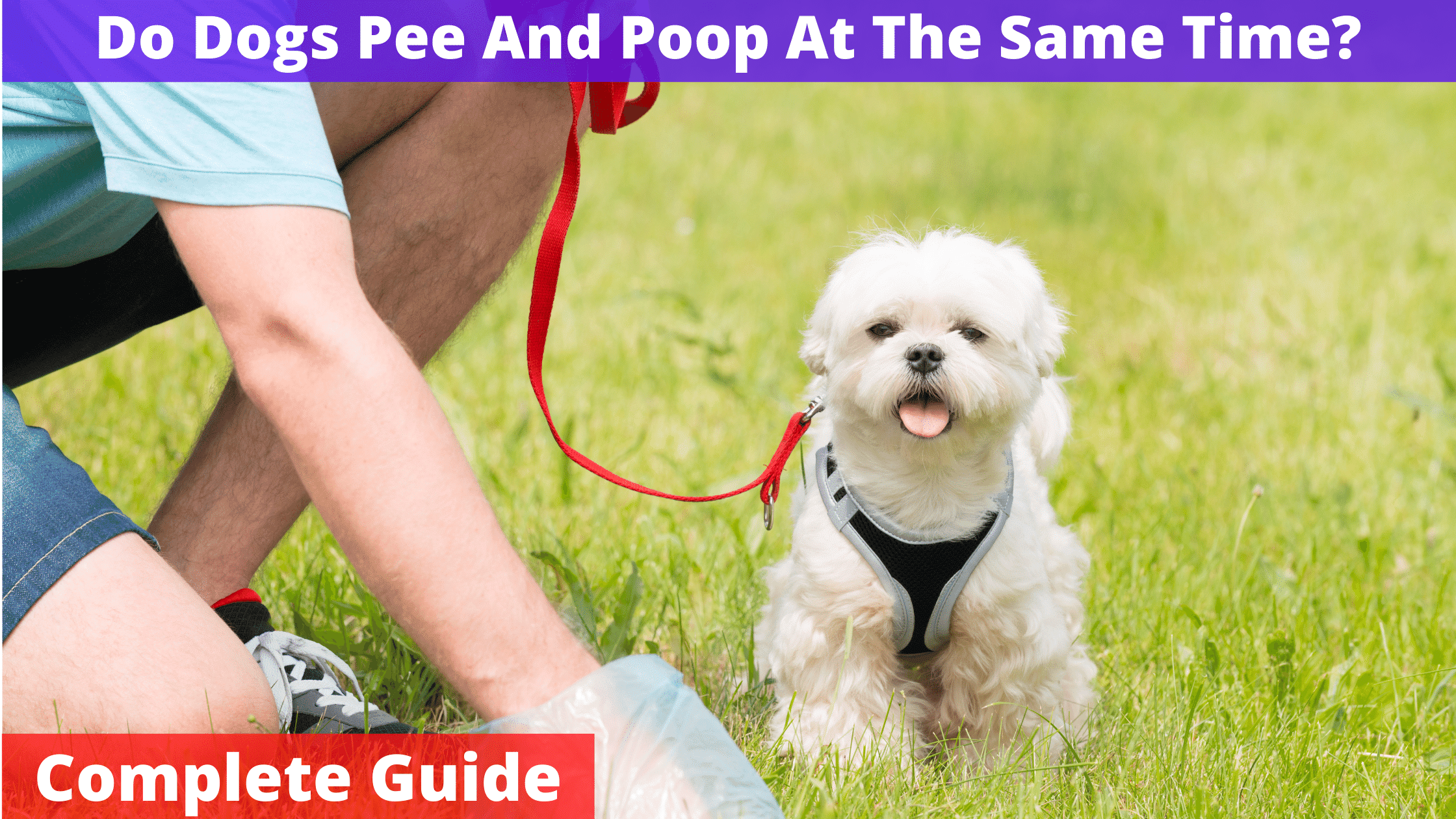 Do Dogs Pee And Poop At The Same Time? Guide]
