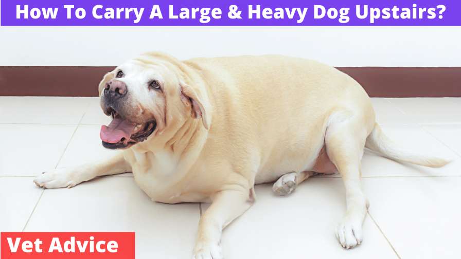 How To Carry A Large & Heavy Dog Upstairs