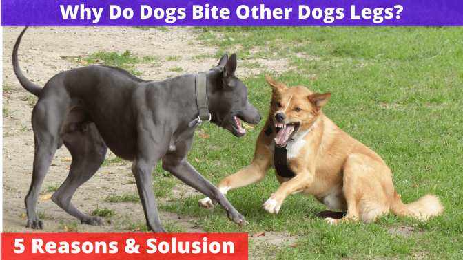 Why Do Dogs Bite Other Dogs Legs