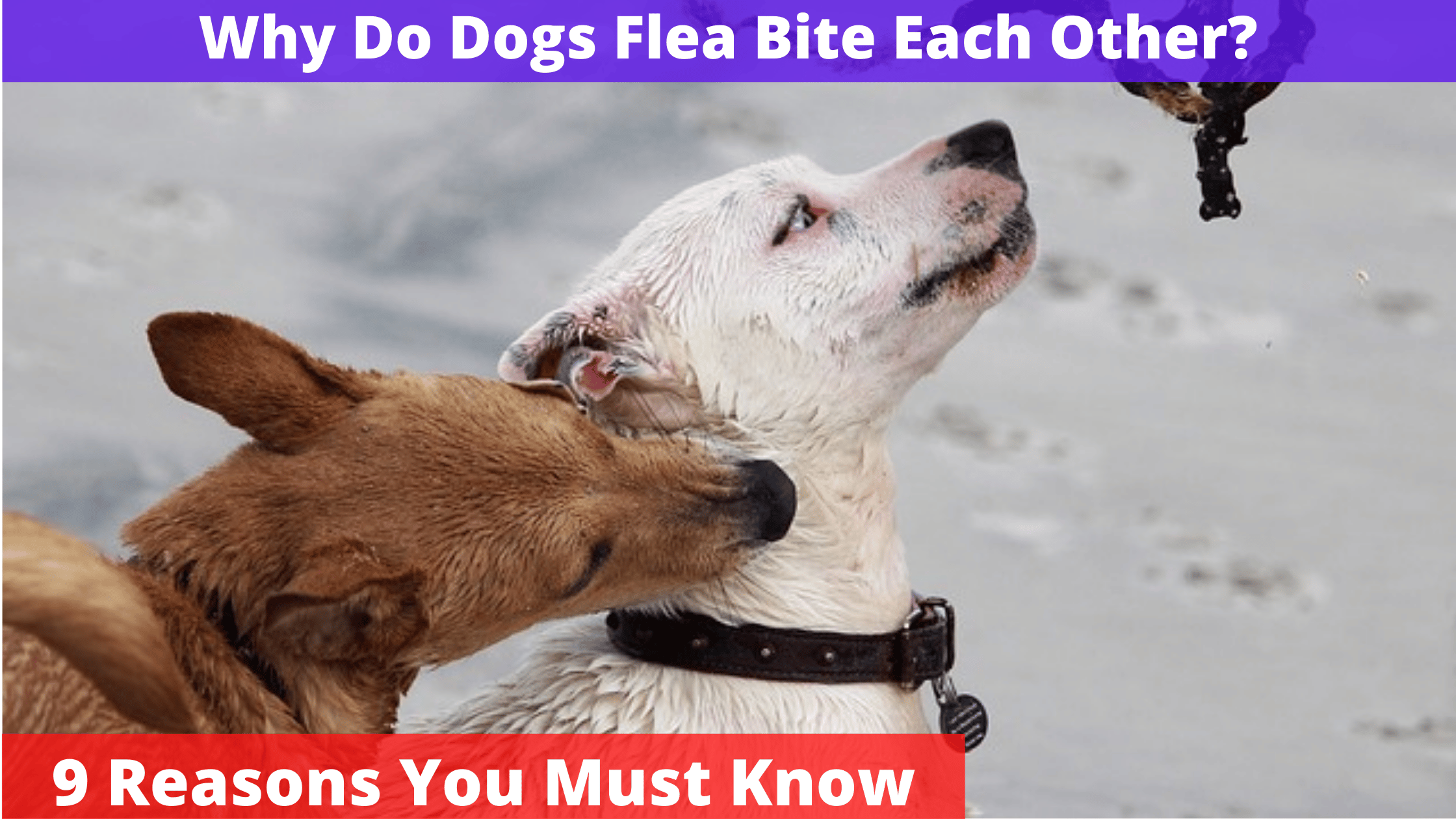 Why Do Puppies Bite Each Other