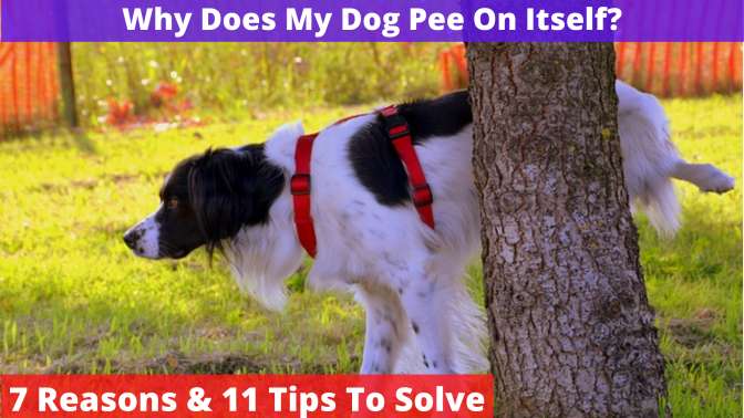 Why Does My Dog Pee On Itself