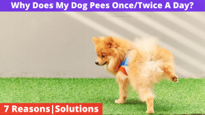 My Dog Pees Only Once Or Twice A Day [7 Reasons | Solutions]