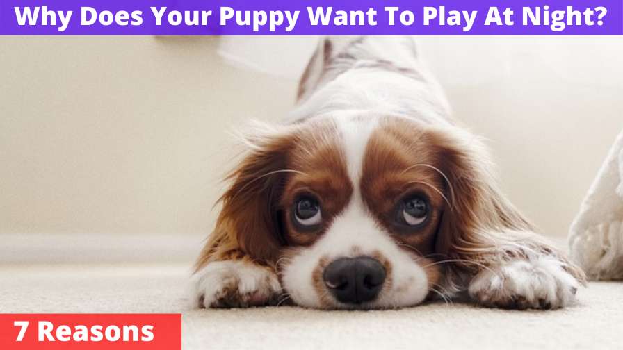 Why Does Your Puppy Want To Play At Night