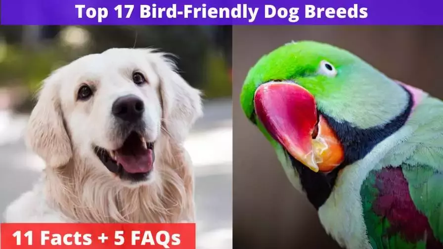 Bird-Friendly Dog Breeds
