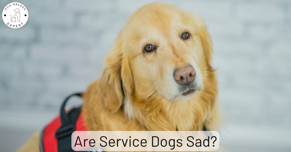 Why Do Some Service Dogs Look So Sad? [6 Reasons + 7 Facts]