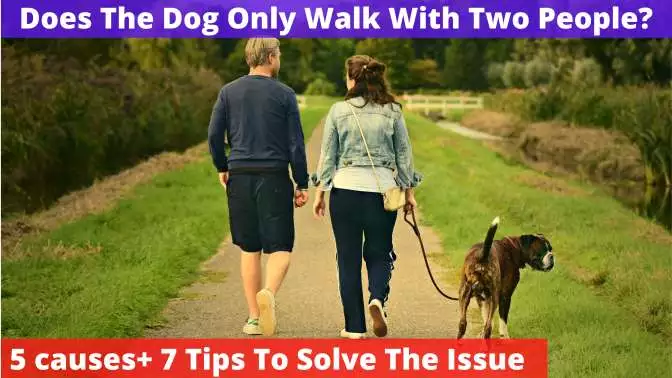 Dog Only Walk With Two People