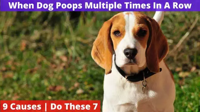 Dog Poops Multiple Times In A Row