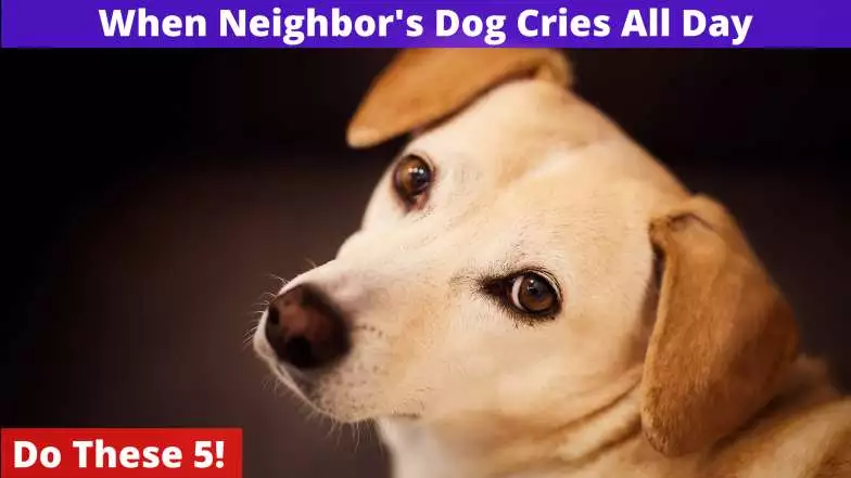 Neighbor's Dog Cries All Day
