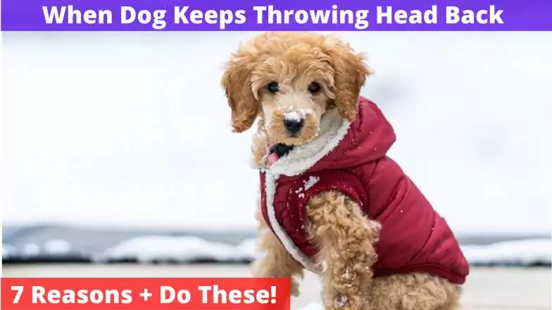 When Dog Keeps Throwing Head Back