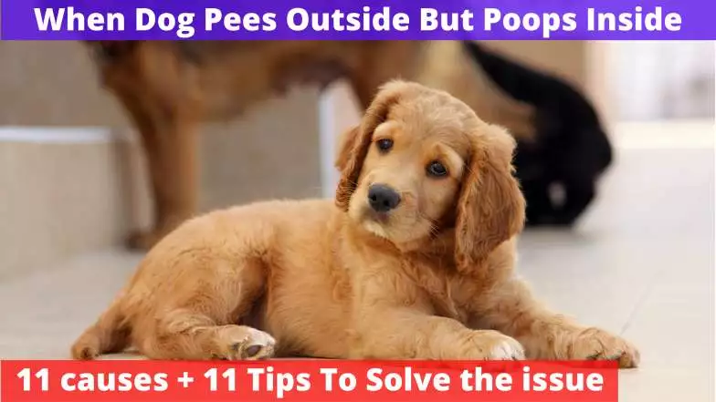 Dog Pees Outside But Poops Inside