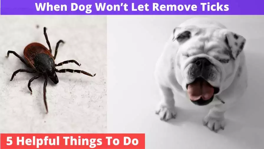 Dog Won’t Let Remove Ticks