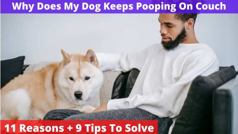 Dog Keeps Pooping On Couch