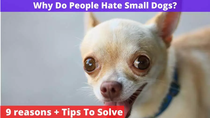 Why Do People Hate Small Dogs