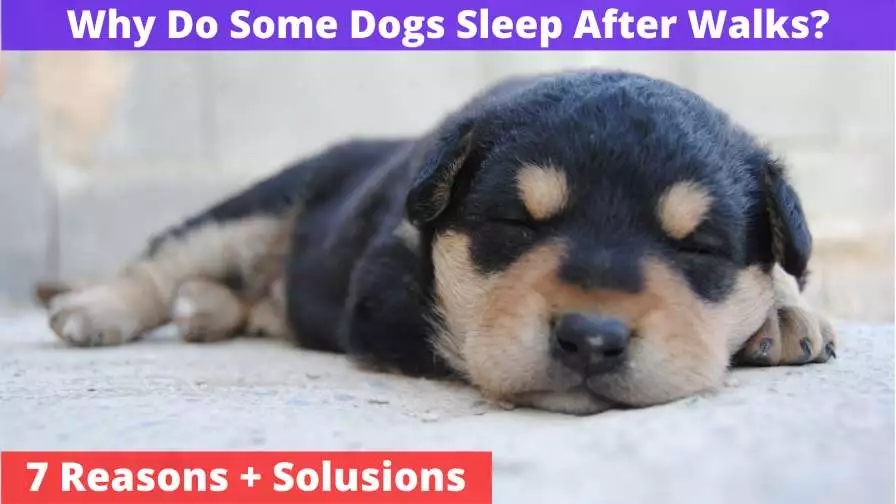 Why Do Some Dogs Sleep After Walks