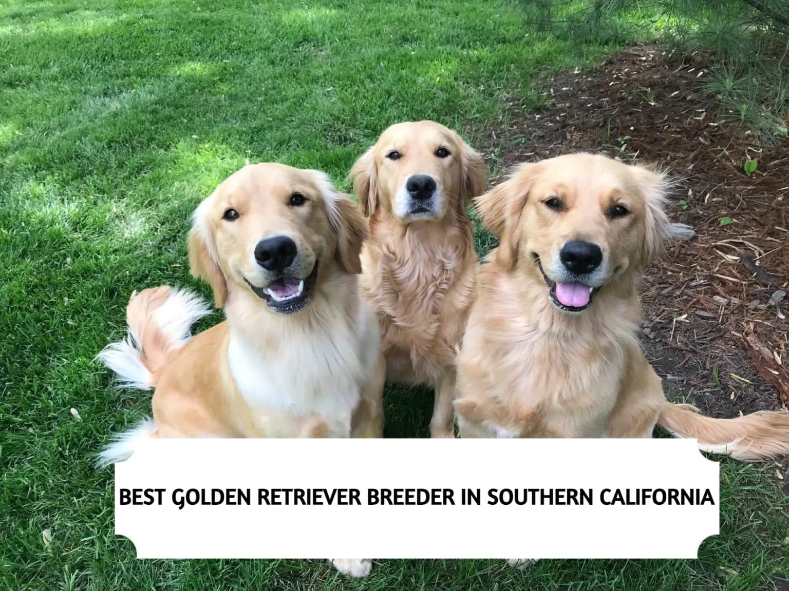 Golden Retriever Breeders in Southern California (2024) Top 3 Picks