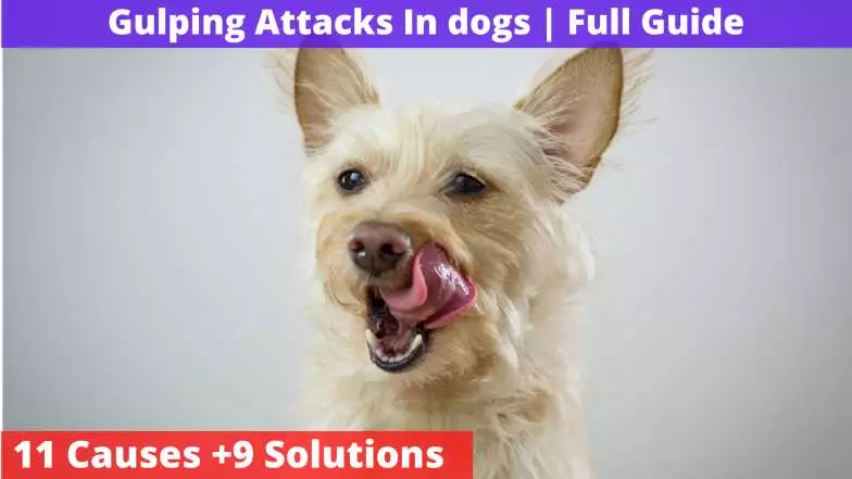 Gulping Attacks In dogs