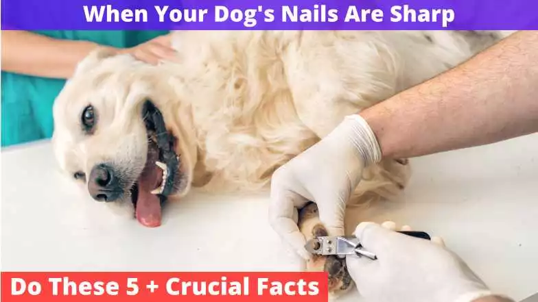 Dog’s Nails Are Sharp