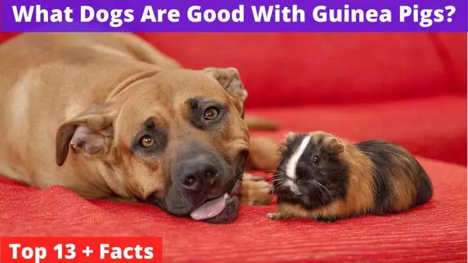 Dogs Are Good With Guinea Pigs