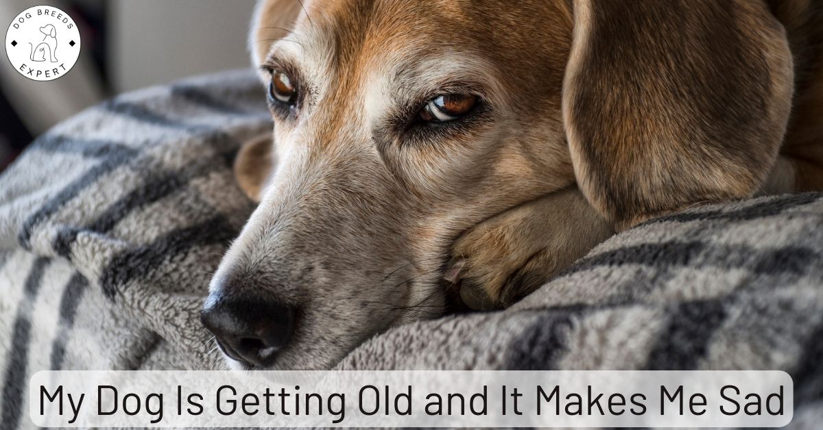 My Dog Is Getting Old and It Makes Me Sad [Do These 7 Things]