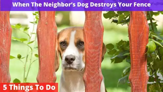 Neighbor’s Dog Destroys Your Fence