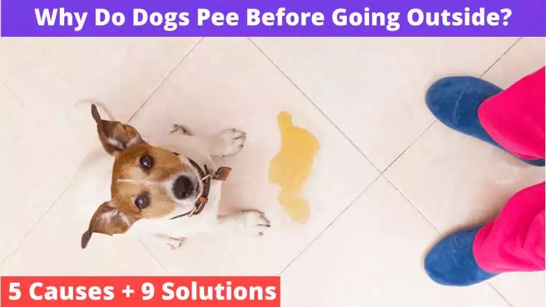 Why Do Dogs Pee Before Going Outside