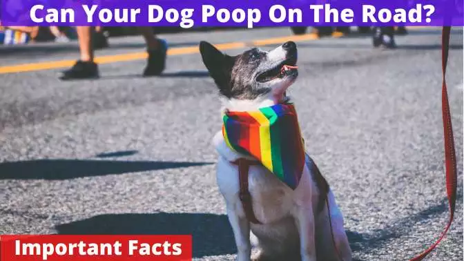 Can Your Dog Poop On The Road
