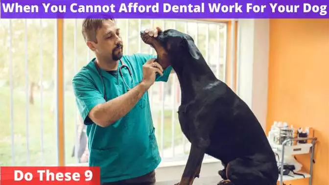 Cannot Afford Dental Work For Your Dog