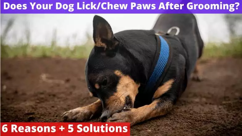 Does Your Dog LickChew Paws After Grooming