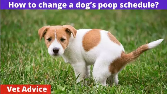 How to change a dog’s poop schedule
