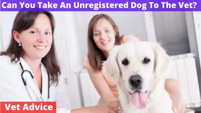 Can You Take An Unregistered Dog To The Vet