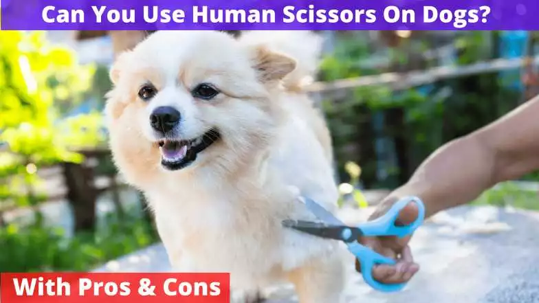 Can You Use Human Scissors On Dogs