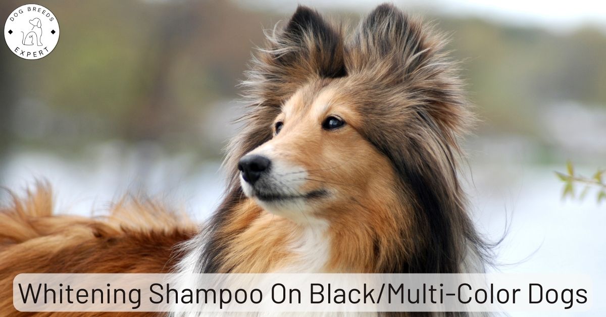 Can You Use Whitening Shampoo On Black/MultiColor Dogs?