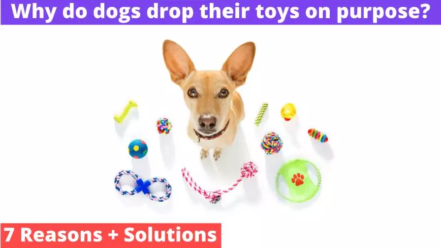 Why do dogs drop their toys on purpose
