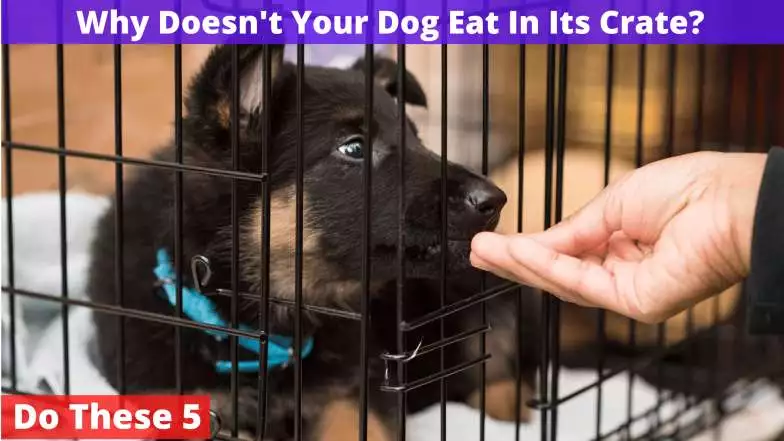 Why Doesn't Your Dog Eat In Its Crate