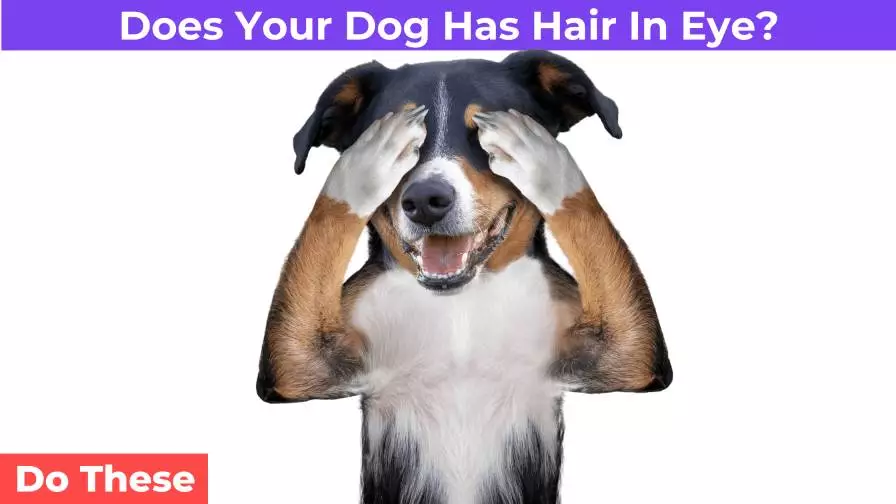 dog has hair in its eye