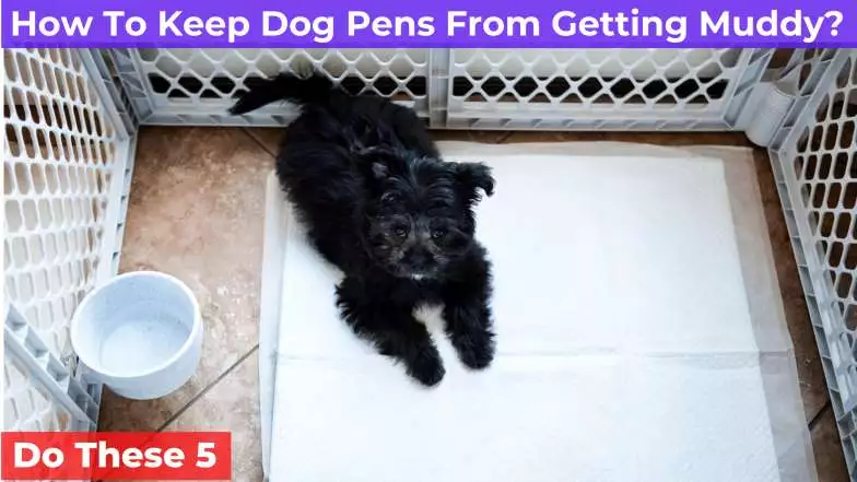 a dog inside a dog pen