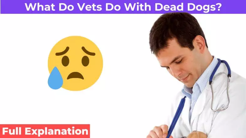 sad vet