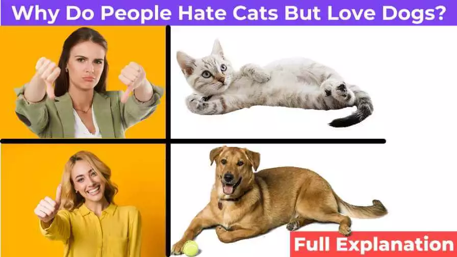 some people love dogs but hate cats