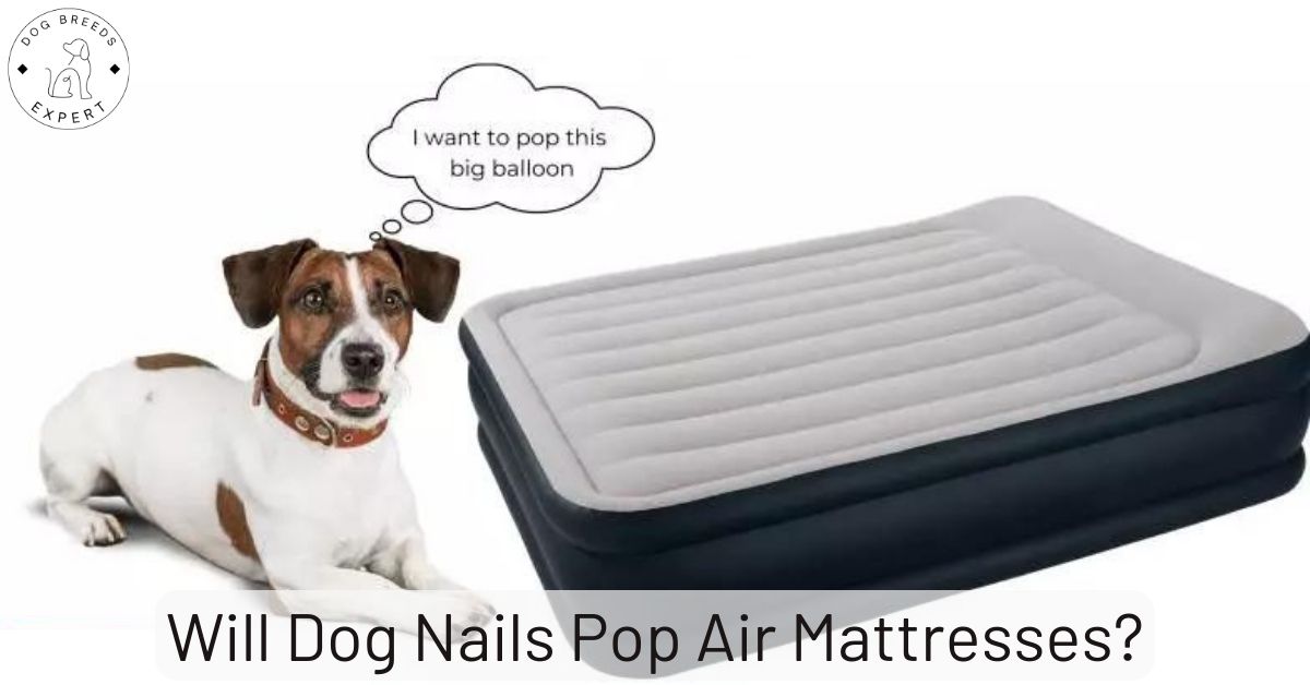 Will Dog Nails Pop Air Mattresses? [Do These 5 Things]