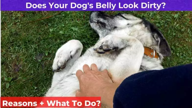 man giving belly rubs to a dog