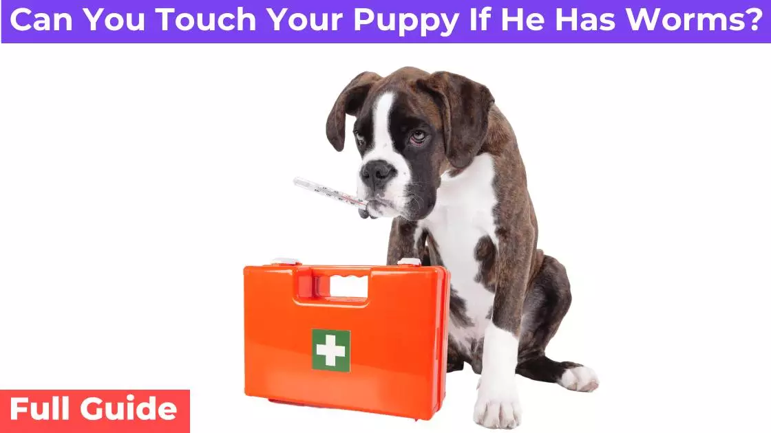 Can You Touch Your Puppy If He Has Worms? [Full Guide]