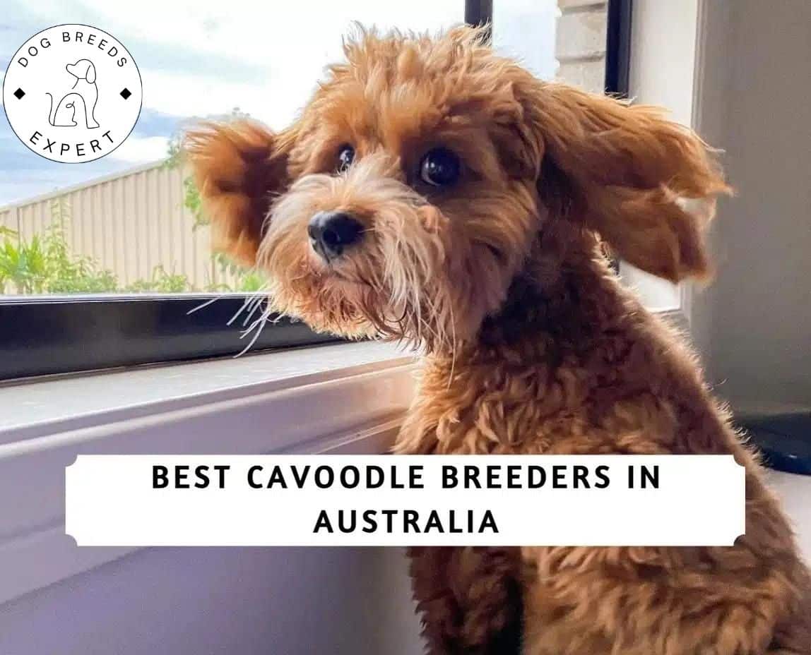 The 11 Best Cavoodle Breeders in Australia (2024)