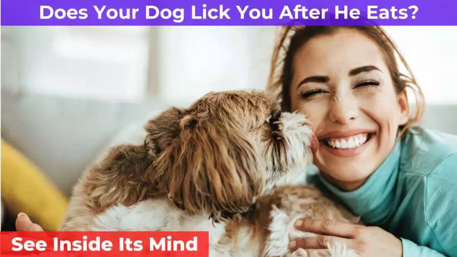 dog licks women's face