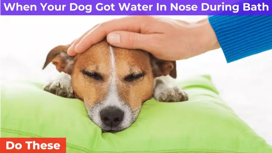 what happens if a dog gets water up its nose