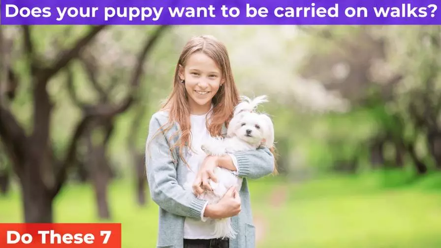 A girl carry her puppy on a walk